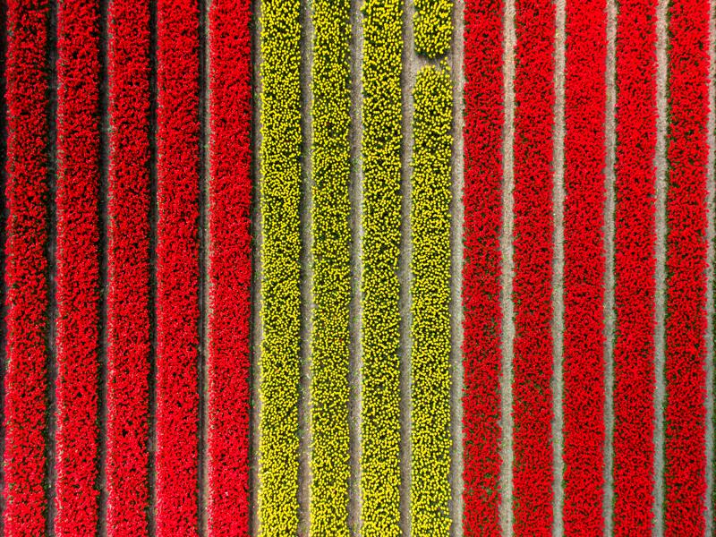 Flower fields around Lisse